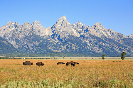 Grand Teton国家公园的Bisons国家反射游客野牛蓝色公寓野生动物晴天日出羚羊图片