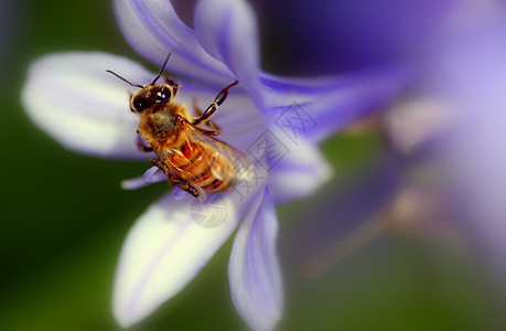 阿加帕图斯非洲花朵叶子百合紫色蓝色宏观园艺蜜蜂花粉昆虫图片