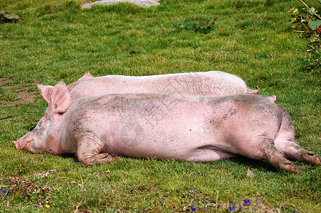猪在草地里休息图片
