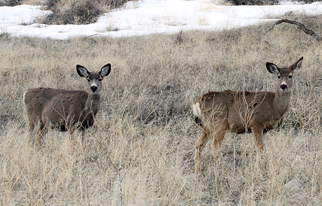 照片来自加利福尼亚州下Klamath国家野生动物保护区 CC国家避难所动物游戏野生动物骡鹿场地图片