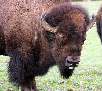 Buffalo 西澳大利亚西北特雷克野生动物公园拍摄的照片野生动物奶牛库存公园野牛场地水牛动物园动物图片