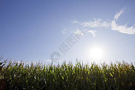 阳光明媚的日子 田地的玉米图片
