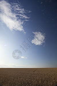阳光明媚的白天小麦田黄色金子晴天季节场地收成农村粮食乡村国家图片