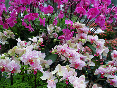 热带花花旅行植物群花园植物美丽柱头花粉晴天公园叶子图片
