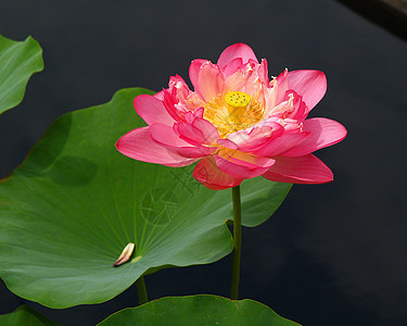 热带花花孤独植物群叶子木槿花园晴天公园美丽旅行植被图片