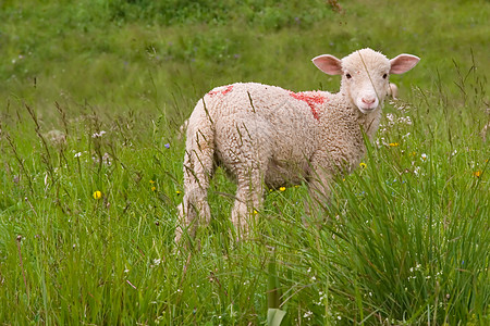 在草地里的羔羊生态学家青年牧场生态畜牧业羊肉环境图片