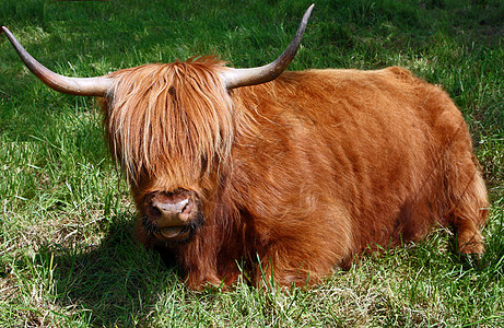 海海苏格兰高原牛高清图片