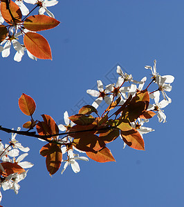 樱桃与蓝天的闪光美丽枝条天空季节季节性花朵植物群蓝色花园公园图片