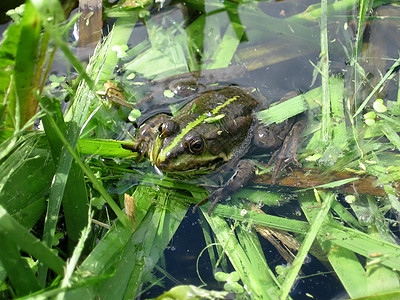 绿青蛙在池塘中图片