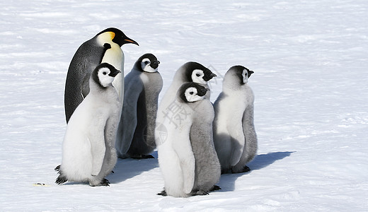 皇帝企鹅动物野生动物冻结图片