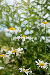 夏月仙女雏菊团体幸福生长生态叶子环境晴天荒野植物群图片