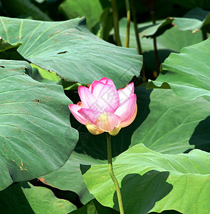 莲花叶子粉色植被海洋沼泽荒野花朵树叶绿色图片