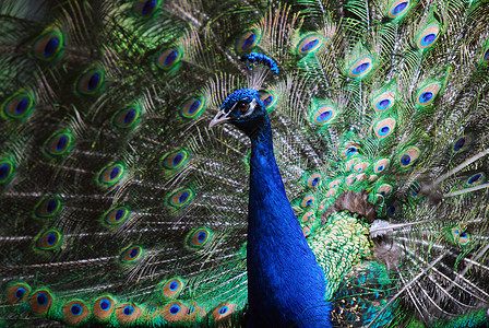 印度皮禽鸟类绿色羽毛孔雀野生动物尾巴蓝色图片