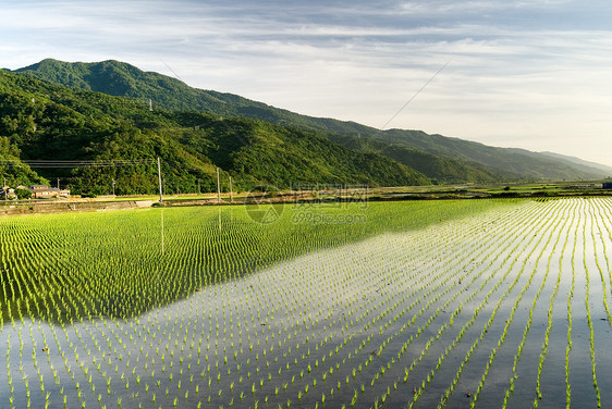 美丽的绿绿农场农田地面农业食物文化森林植物草原爬坡国家图片