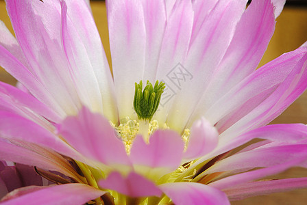 Cactus 活性植物绿色温室栽培花朵场地宏观荆棘种子花园鲜花仙人掌高清图片素材