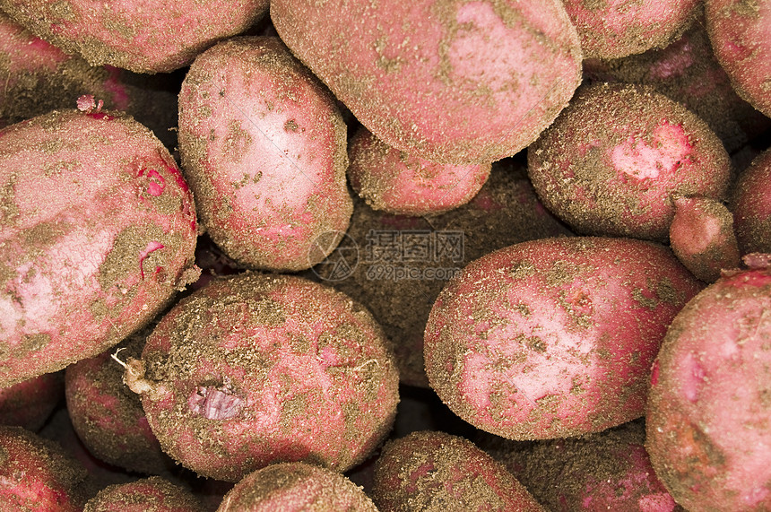红土豆红色水果蔬菜块茎营养土豆生产图片