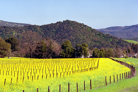 纳帕谷葡萄园在春天图片