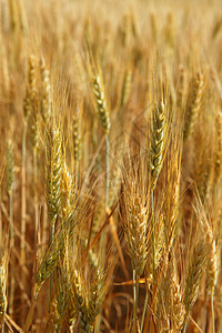 金金麦麦谷 黄田粮食农村生长小麦季节玉米农田谷物种子金子图片