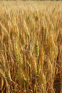 金金麦麦谷 黄田种子生产收成农村面包农田大麦谷物小麦植物图片