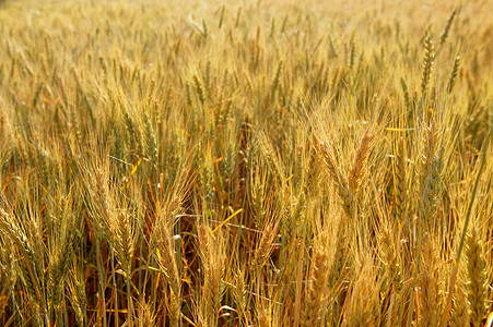 金金麦麦谷 黄田环境粮食种子季节植物稻草阳光谷物生产小麦图片