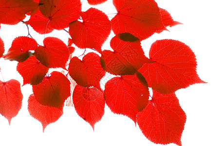 红秋叶季节树叶红色白色背景图片