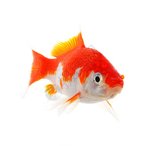 金金鱼宠物水族馆白色生态金子动物游泳背景图片