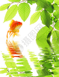 金金鱼反射绿色生态温泉晴天叶子草地树叶跳跃环境图片