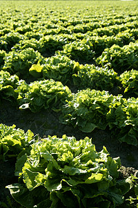 西班牙的生菜田 绿色植物视角食物营养长叶农场植物土壤生产沙拉收成线条图片