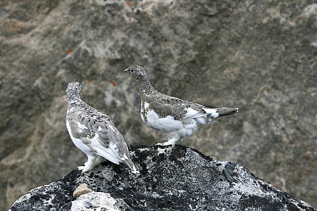 石头上的Ptarmigan兔兔雷鸟野生动物图片