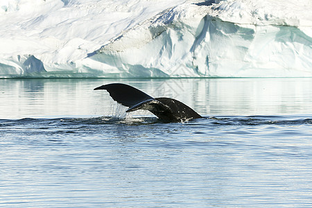 大背头座背的反面大翅目旅行哺乳动物座头鲸冒险新星海洋背景