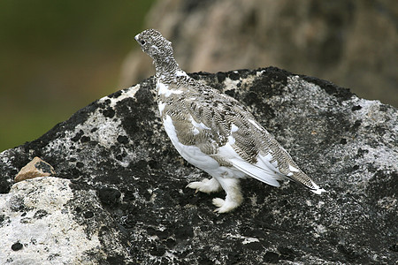 石头上的Ptarmigan兔兔野生动物雷鸟图片