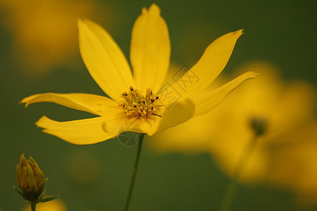 黄花花园植物背景图片