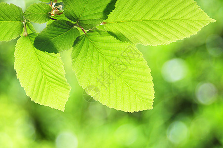 绿色暑假边界森林树叶问候语宏观太阳晴天生态温泉框架图片