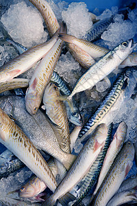 地中海不同的冰上渔获鱼种类繁多图片