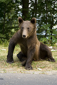 年轻的野熊坐在草地上力量爪子主题野外动物危险森林毛皮野生动物棕熊动物图片