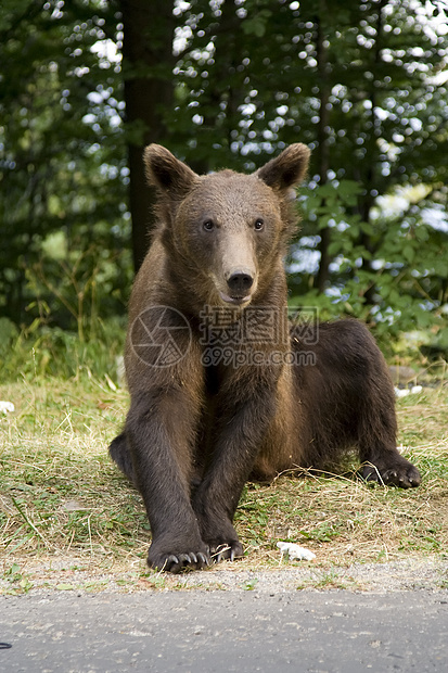 年轻的野熊坐在草地上野外动物毛皮爪子主题哺乳动物动物对抗危险野生动物棕熊图片