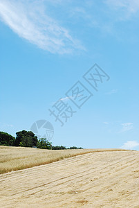 收获后小麦田谷物面包粮食蓝色种子季节玉米培育植物收成图片