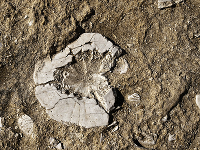 化石海水Urchin图片