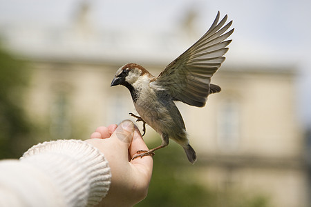 食 食灰色航班翅膀人类羽毛飞行野生动物麻雀图片