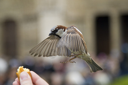 食 食灰色飞行麻雀羽毛航班人类野生动物翅膀图片