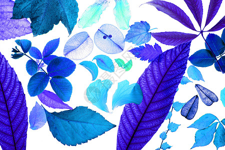 彩色操纵花朵 叶叶 花瓣 孤立的白色背景树叶紫色场地植物群香水花园艺术品植物叶子季节图片
