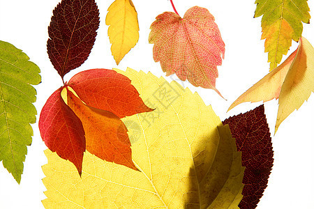 秋秋秋秋秋叶装饰品 仍然在演播室的白色背景活力植物棕色生活红色风格树叶绿色季节叶子自然高清图片素材