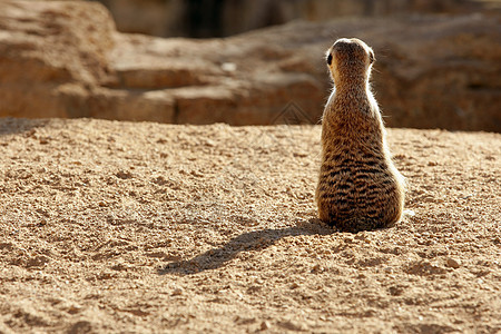 马达加斯加泥土地貌的苏里卡塔眼睛猫鼬动物头发警报鼻子生态生活岩石注意力背景图片
