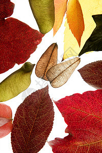 秋秋秋秋秋叶装饰品 仍然在演播室的白色背景棕色叶子黄色植物树叶绿色橙子红色季节风格金的高清图片素材