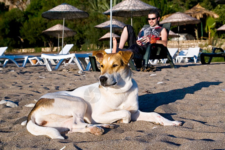 热带海滩上的狗狗日光浴椅子学习场景说谎男性男人火鸡阅读扶手椅图片