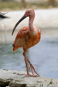 斯嘉丽伊比斯羽毛鸟眼粉色红色动物园动物野生动物白色水鸟图片