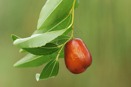 jujube 中年宏观食物乡村季节生长绿色叶子水果植物图片