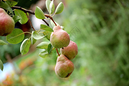 梨子植物群食物水果宏观饮食公园植物花园叶子阳光图片