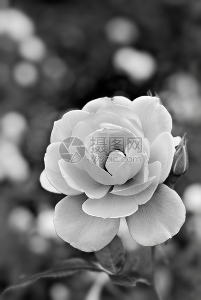 白玫瑰花国家场景花园植物群风景花瓣公园场地玫瑰蜜月图片