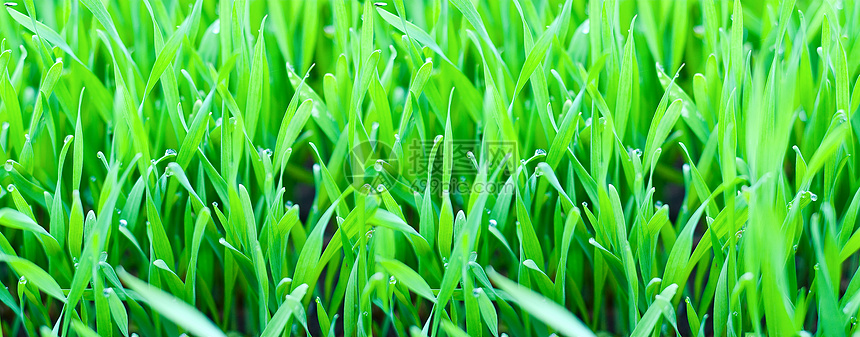 草和露场地水分环境植物花园薄雾生长叶子树叶草本植物图片